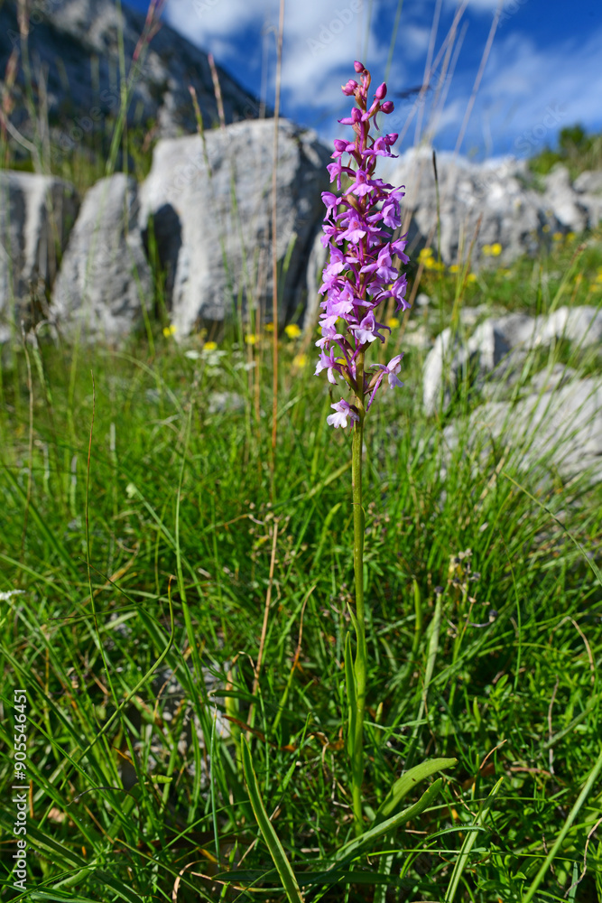 Wall mural Mücken-Händelwurz // Fragrant orchid (Gymnadenia conopsea) - Orjen-Gebirge, Montenegro