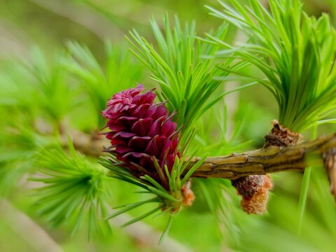 Fresh pine cone