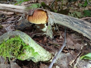 A brown boletus mushroom lurked in an oak leaf near a dry branch. A beautiful ion in the forest...