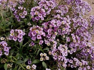 Background of small purple flowers. Lots of tiny purple flowers on green mossy plants in a flower bed. Background of beautiful small flowers.