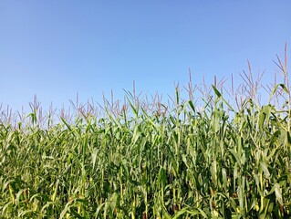 Obraz premium Green corn on the background of the blue sky in summer on a fine day. A landscape of a field sown with corn.