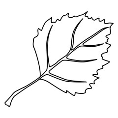 Nature design of linden leaf.