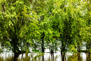 Obraz premium Trees on an island in the middle of the Wisconsin River near Portage, completely underwater due to the high water of the river in mid-July