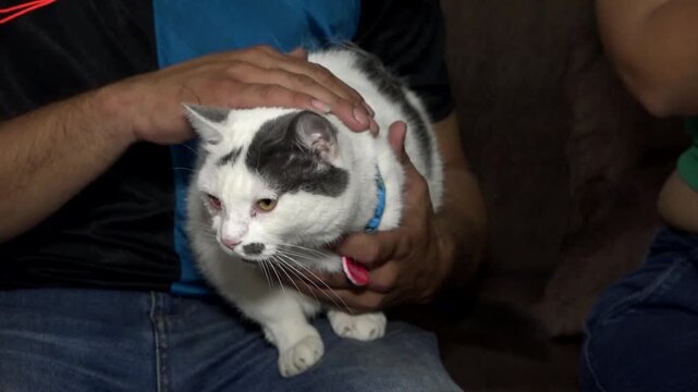 Gato gris dom&eacute;stico