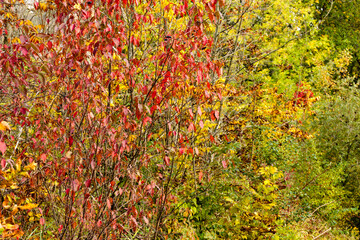 Red Oiser Dogwood changing colors in the woods in autumn within the PIke Lake Unit, Kettle Moraine State Forest, Hartford, Wisconsin in late September