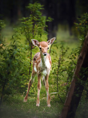 fawn in the forest