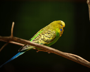 yellow green budgerigar