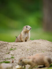 prairie dog on the lookout