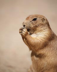 prairie dog eating