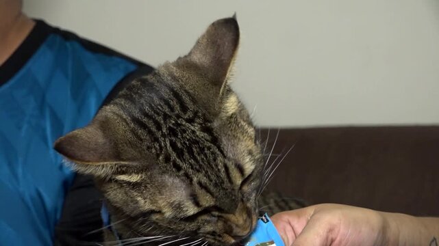 Gato gris dom&eacute;stico