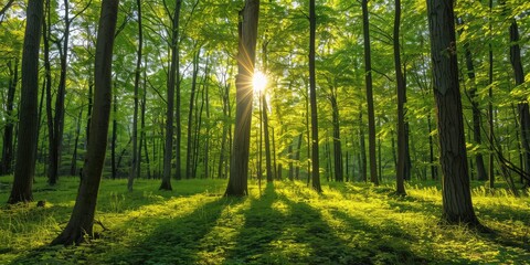 Beautiful morning in a sunny green forest. AI generation