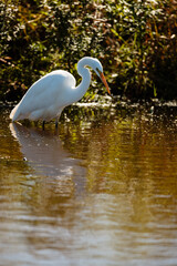 A solitary Great Egret is ready for the fish as it waits in the shallow water in early autumn within the Horicon National Wildlife Refuge, Waupun, Wisconsin