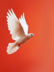 Obraz premium Flying dove. Pigeon on a red background.