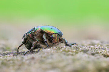 Goldglänzender Rosenkäfer Cetonia aurata
