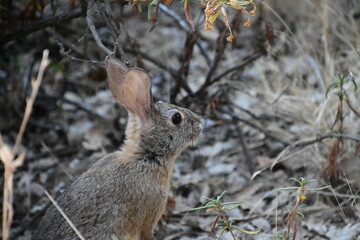 rabbit in the woods
