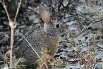 rabbit in the grass