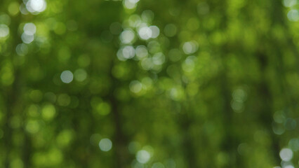 Abstract background blur, cool green, beautiful fresh green leaves, nature and relaxation.