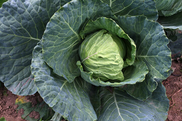 Fototapeta premium Organic cabbage grow in the vegetable garden.