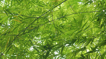Beautiful bamboo trees, cool green, fresh green leaves, beautiful nature and relaxation.