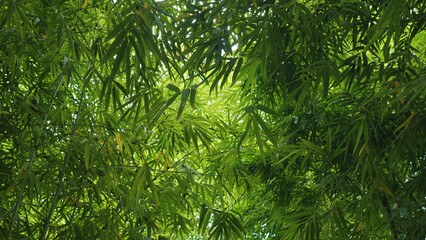 Beautiful bamboo trees, cool green, fresh green leaves, beautiful nature and relaxation.