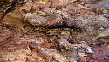 Background photography of Polylepis australis bark, filo pastry tree; nature; texture; wooden; plant; age; core; cracked; section; wood; pattern