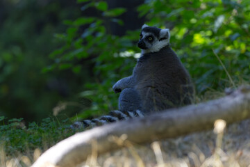 Ring-Tailed Lemur Resting in a Sunlit Forest