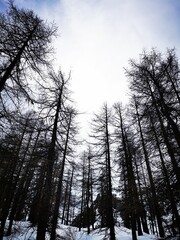 trees in winter