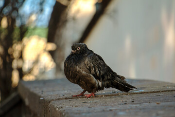 pigeon on a fence