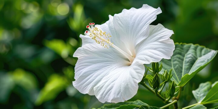 White hibiscus rosa sinensis flower blooming in artificial intelligence generation