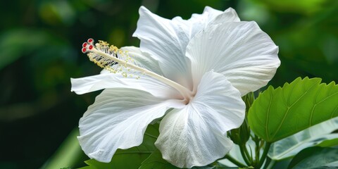 White hibiscus rosa sinensis flower blooming in artificial intelligence generation