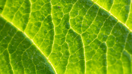 Feuille verte macro