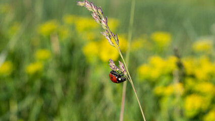 Coccinelle Nature Branche de Bl&eacute;