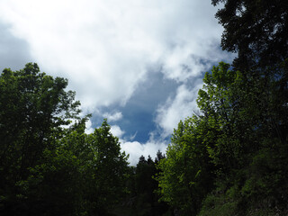 Vue Nature Arbres Ciel