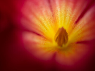 Macro Fleur jaune rose