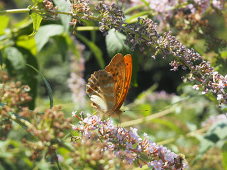 Papillon Orange Nature Fleurs