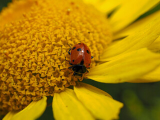 Coccinelle rouge sur fleur jaune