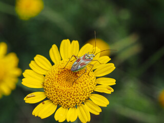 Insecte sur fleur jaune