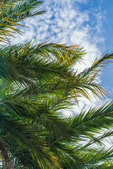 close up of a palm tree in Alcudia Mallorca on a sunny summer day