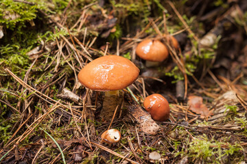 Edible mushroom Suillus luteus grows among the moss.. Close-up