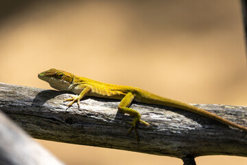 Anole lizard relaxing on a tree branch