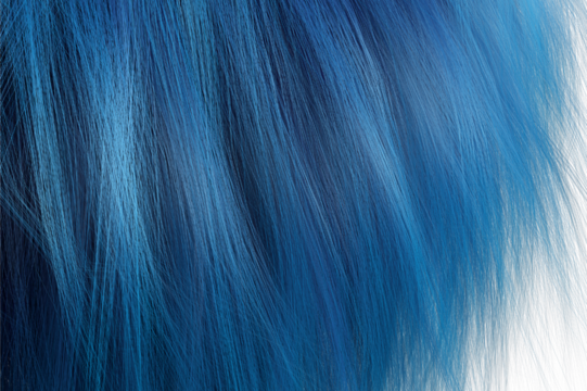 A close-up of a blue hair, Close up blue hair wave