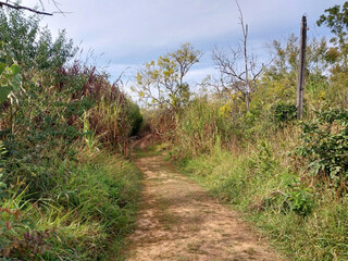 Cerrado Vegetation - Juquery park 
