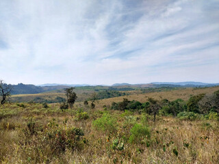 Cerrado Vegetation - Juquery park 