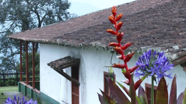 Flor a lado de una casa campestre en Colombia