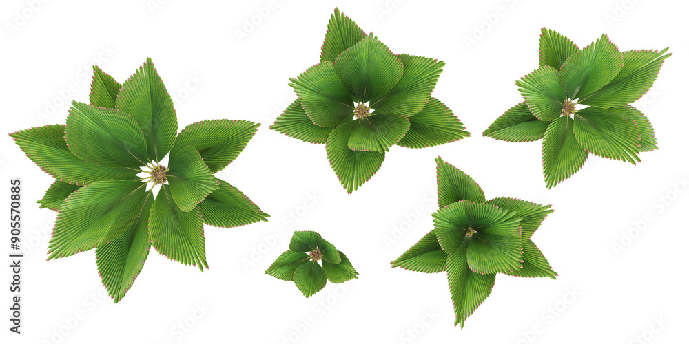 Poster set of joey palm plants, isolated on transparent background. 3d render.top view