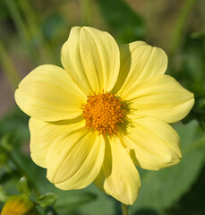 Beautiful close-up of a single-flowered dahlia