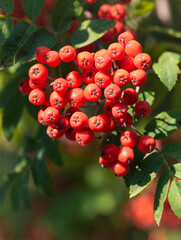 Beautiful close-up of the berries of sorbus aucuparia