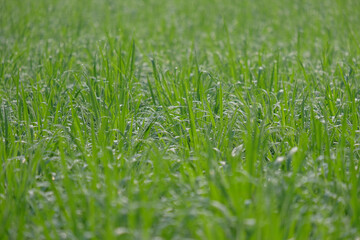 Pattern and texture of fresh green rice plants. Closed up of rice leaves and morning dew. Abstract for graphic design