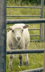 sheep in a field