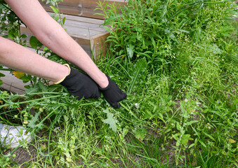 Gardener's hands in black gloves trimming the grass.